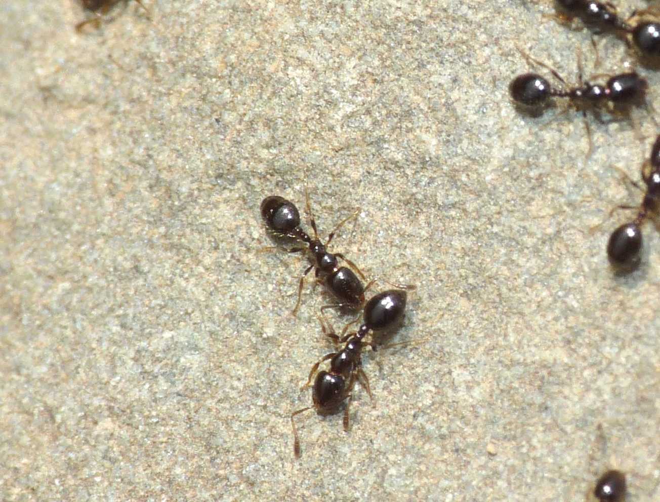 Formiche minuscole: Monomorium monomorium